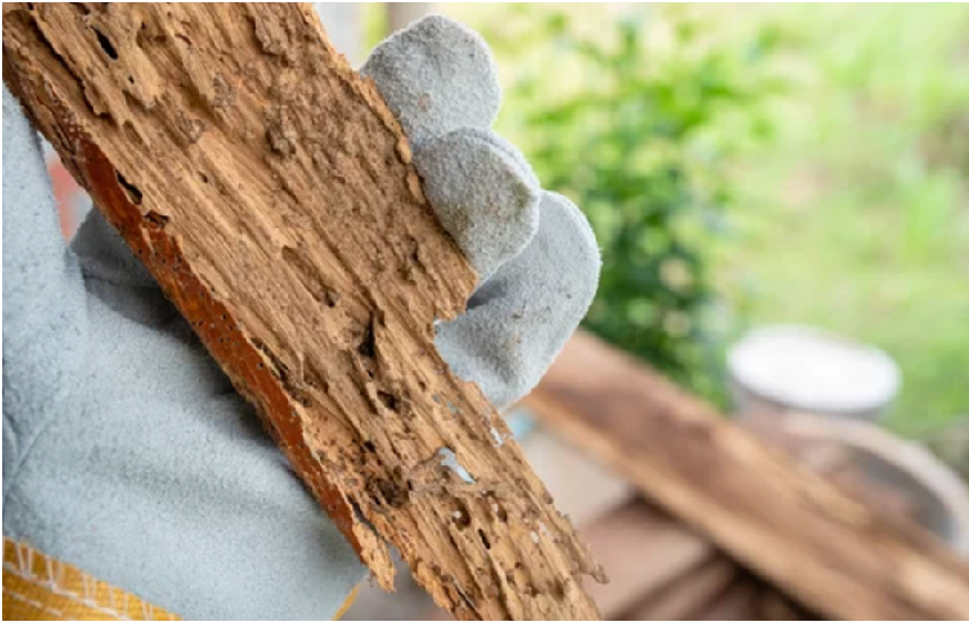The Dangers of Having a Termite Infestation for Your House’s Structure