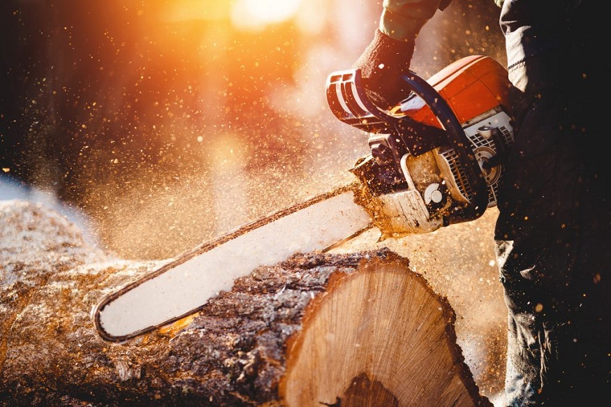 Backyard Renovations: When Tree Removal Makes Sense